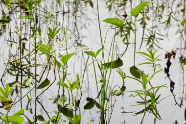Kristal berrak su. Yeşil bitkiler, yapraklar, çimenler. Soyut doğal doku, arka plan, grafik kaynaklar. Doğa, çevre teması. Huzur, saflık, meditasyon kavramları.