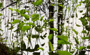 Kristal berrak su. Yeşil bitkiler, yapraklar, çimenler. Soyut doğal doku, arka plan, grafik kaynaklar. Doğa, çevre teması. Huzur, saflık, meditasyon kavramları.