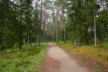 Sonsuz yeşil ormandan geçen kırsal yol. Çam ağaçları. İlkbahar, yazın başı. Doğa, temiz hava, eko turizm, yürüyüş, koşu, bisiklet, spor, boş zaman aktivitesi, sağlıklı yaşam tarzı kavramları