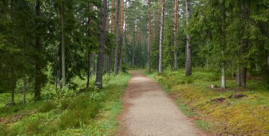 Sonsuz yeşil ormandan geçen kırsal yol. Çam ağaçları. İlkbahar, yazın başı. Doğa, temiz hava, eko turizm, yürüyüş, koşu, bisiklet, spor, boş zaman aktivitesi, sağlıklı yaşam tarzı kavramları