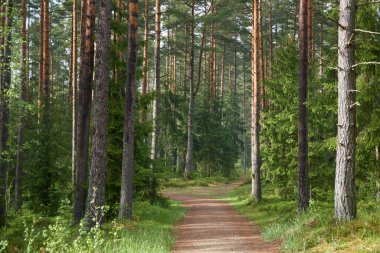Sonsuz yeşil ormandan geçen kırsal yol. Çam ağaçları. İlkbahar, yazın başı. Doğa, temiz hava, eko turizm, yürüyüş, koşu, bisiklet, spor, boş zaman aktivitesi, sağlıklı yaşam tarzı kavramları