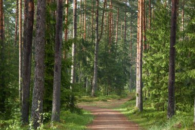 Sonsuz yeşil ormandan geçen kırsal yol. Çam ağaçları. İlkbahar, yazın başı. Doğa, temiz hava, eko turizm, yürüyüş, koşu, bisiklet, spor, boş zaman aktivitesi, sağlıklı yaşam tarzı kavramları