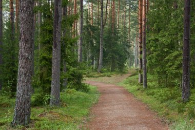 Sonsuz yeşil ormandan geçen kırsal yol. Çam ağaçları. İlkbahar, yazın başı. Doğa, temiz hava, eko turizm, yürüyüş, koşu, bisiklet, spor, boş zaman aktivitesi, sağlıklı yaşam tarzı kavramları