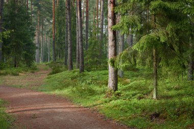 Sonsuz yeşil ormandan geçen kırsal yol. Çam ağaçları. İlkbahar, yazın başı. Doğa, temiz hava, eko turizm, yürüyüş, koşu, bisiklet, spor, boş zaman aktivitesi, sağlıklı yaşam tarzı kavramları