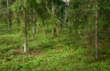 Görkemli Kuzey Evergreen Ormanı. Güçlü çam ve çam ağaçları. Yumuşak güneş ışığı, güneş ışınları. Atmosferik manzara. Doğa, çevre, eko turizm, keşif, seyahat tutkusu kavramı
