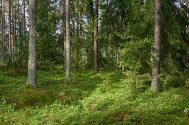 Görkemli Kuzey Evergreen Ormanı. Güçlü çam ve çam ağaçları. Yumuşak güneş ışığı, güneş ışınları. Atmosferik manzara. Doğa, çevre, eko turizm, keşif, seyahat tutkusu kavramı