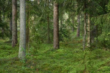 Görkemli Kuzey Evergreen Ormanı. Güçlü çam ve çam ağaçları. Yumuşak güneş ışığı, güneş ışınları. Atmosferik manzara. Doğa, çevre, eko turizm, keşif, seyahat tutkusu kavramı