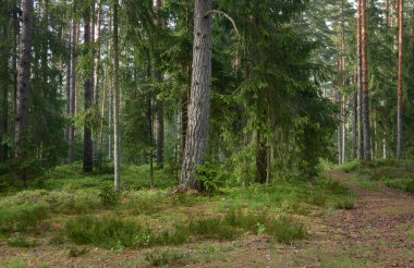 Görkemli Kuzey Evergreen Ormanı. Güçlü çam ve çam ağaçları. Yumuşak güneş ışığı, güneş ışınları. Atmosferik manzara. Doğa, çevre, eko turizm, keşif, seyahat tutkusu kavramı