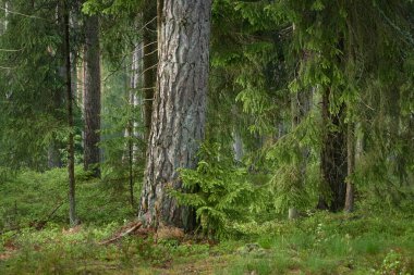 Görkemli Kuzey Evergreen Ormanı. Güçlü çam ve çam ağaçları. Yumuşak güneş ışığı, güneş ışınları. Atmosferik manzara. Doğa, çevre, eko turizm, keşif, seyahat tutkusu kavramı