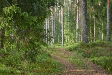 Görkemli Kuzey Evergreen Ormanı. Güçlü çam ve çam ağaçları. Yumuşak güneş ışığı, güneş ışınları. Atmosferik manzara. Doğa, çevre, eko turizm, keşif, seyahat tutkusu kavramı