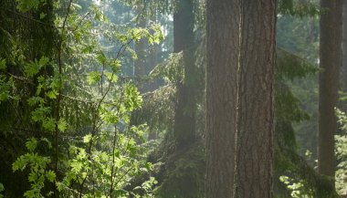 Görkemli Kuzey Evergreen Ormanı. Güçlü çam ve çam ağaçları. Yumuşak güneş ışığı, güneş ışınları. Atmosferik manzara. Doğa, çevre, eko turizm, keşif, seyahat tutkusu kavramı