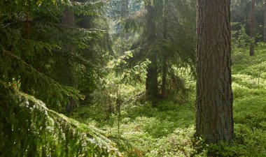 Görkemli Kuzey Evergreen Ormanı. Güçlü çam ve çam ağaçları. Yumuşak güneş ışığı, güneş ışınları. Atmosferik manzara. Doğa, çevre, eko turizm, keşif, seyahat tutkusu kavramı