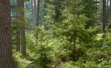 Görkemli Kuzey Evergreen Ormanı. Güçlü çam ve çam ağaçları. Yumuşak güneş ışığı, güneş ışınları. Atmosferik manzara. Doğa, çevre, eko turizm, keşif, seyahat tutkusu kavramı