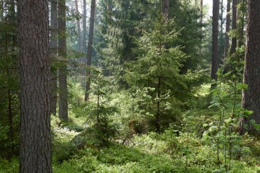 Görkemli Kuzey Evergreen Ormanı. Güçlü çam ve çam ağaçları. Yumuşak güneş ışığı, güneş ışınları. Atmosferik manzara. Doğa, çevre, eko turizm, keşif, seyahat tutkusu kavramı