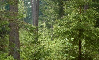 Görkemli Kuzey Evergreen Ormanı. Güçlü çam ve çam ağaçları. Yumuşak güneş ışığı, güneş ışınları. Atmosferik manzara. Doğa, çevre, eko turizm, keşif, seyahat tutkusu kavramı