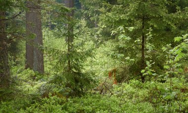 Görkemli Kuzey Evergreen Ormanı. Güçlü çam ve çam ağaçları. Yumuşak güneş ışığı, güneş ışınları. Atmosferik manzara. Doğa, çevre, eko turizm, keşif, seyahat tutkusu kavramı