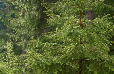 Görkemli Kuzey Evergreen Ormanı. Güçlü çam ve çam ağaçları. Yumuşak güneş ışığı, güneş ışınları. Atmosferik manzara. Doğa, çevre, eko turizm, keşif, seyahat tutkusu kavramı