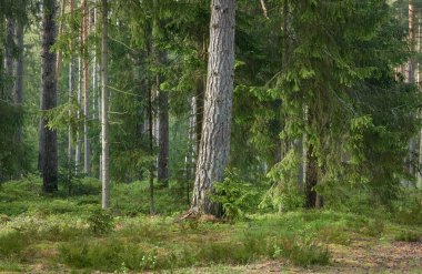 Görkemli Kuzey Evergreen Ormanı. Güçlü çam ve çam ağaçları. Yumuşak güneş ışığı, güneş ışınları. Atmosferik manzara. Doğa, çevre, eko turizm, keşif, seyahat tutkusu kavramı