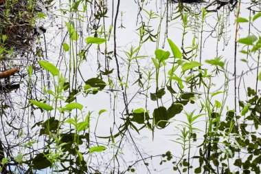 Kristal berrak su. Yeşil bitkiler, yapraklar, çimenler. Soyut doğal doku, arka plan, grafik kaynaklar. Doğa, çevre teması. Huzur, saflık, meditasyon kavramları.