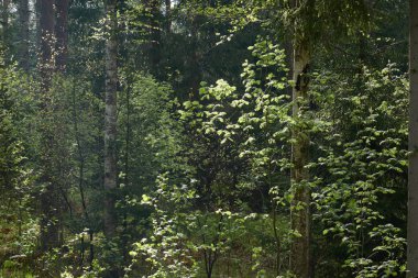 Görkemli Kuzey Evergreen Ormanı. Güçlü çam ve çam ağaçları. Yumuşak güneş ışığı, güneş ışınları. Atmosferik manzara. Doğa, çevre, eko turizm, keşif, seyahat tutkusu kavramı