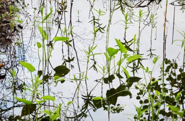 Kristal berrak su. Yeşil bitkiler, yapraklar, çimenler. Soyut doğal doku, arka plan, grafik kaynaklar. Doğa, çevre teması. Huzur, saflık, meditasyon kavramları.