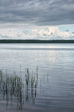 Kristal berrak bir orman gölü (nehir) kıyısından panoramik manzara. Dramatik gökyüzü, parlayan fırtına bulutları. Idyllic manzara. İlkbahar, yazın başı. Doğa, çevre, ekoloji, eko-turizm, yürüyüş
