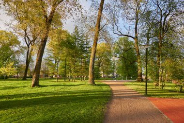 Güneşli bir günde yeşil yaprak döken orman parkının panoramik görüntüsü. Güçlü ağaçlar. Yumuşak güneş ışığı, güneş ışınları. Doğa, çevre koruma, ekoloji
