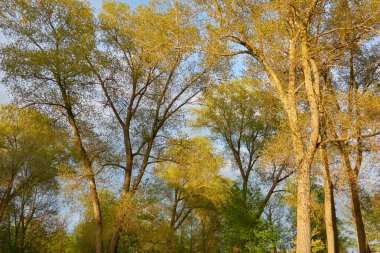 Güneşli bir günde yeşil yaprak döken orman parkının panoramik görüntüsü. Güçlü ağaçlar. Yumuşak güneş ışığı, güneş ışınları. Doğa, çevre koruma, ekoloji