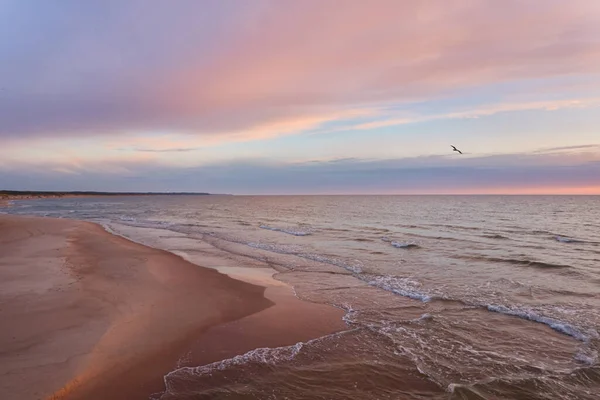 Baltské Pobřeží Při Západu Slunce Létající Racek Pláž Písečné Duny — Stock fotografie