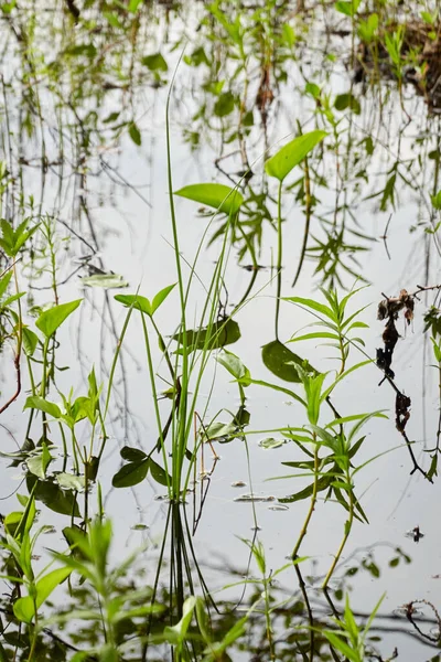 Kristal berrak su. Yeşil bitkiler, yapraklar, çimenler. Soyut doğal doku, arka plan, grafik kaynaklar. Doğa, çevre teması. Huzur, saflık, meditasyon kavramları.