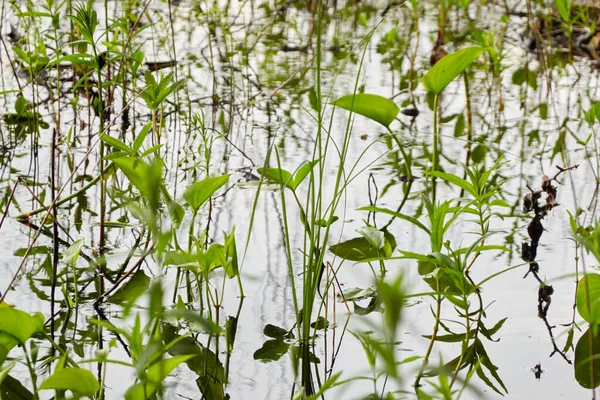 Água Cristalina Plantas Verdes Folhas Relva Textura Natural Abstrata Fundo — Fotografia de Stock
