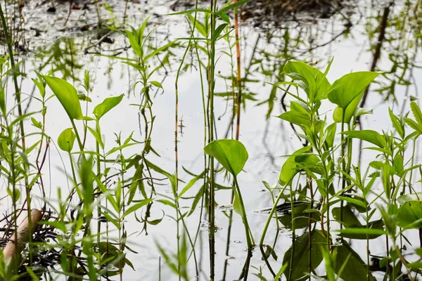 Kristal berrak su. Yeşil bitkiler, yapraklar, çimenler. Soyut doğal doku, arka plan, grafik kaynaklar. Doğa, çevre teması. Huzur, saflık, meditasyon kavramları.