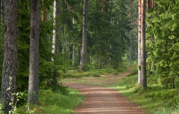 Αγροτικός Δρόμος Μέσα Από Καταπράσινο Δάσος Πεύκα Άνοιξη Αρχές Καλοκαιριού — Φωτογραφία Αρχείου