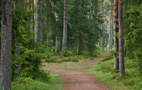 Wiejska Droga Przez Wiecznie Zielony Las Sosny Wiosna Wczesne Lato — Zdjęcie stockowe