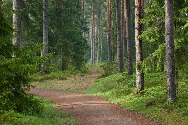 常緑の森を介して農村道路 松の木 新鮮な空気 エコツーリズム ハイキング ウォーキング ランニング サイクリング スポーツ レジャー活動 — ストック写真