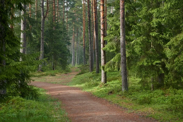 常緑の森を介して農村道路 松の木 新鮮な空気 エコツーリズム ハイキング ウォーキング ランニング サイクリング スポーツ レジャー活動 — ストック写真