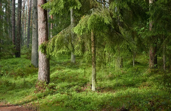 Величественный Северный Вечнозеленый Лес Могучие Сосны Ели Мягкий Солнечный Свет — стоковое фото