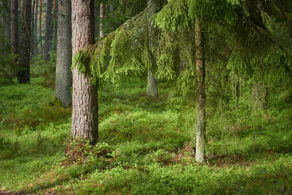 Majestic Northern Evergreen Forest Mighty Pine Spruce Trees Soft Sunlight — Stock Photo, Image