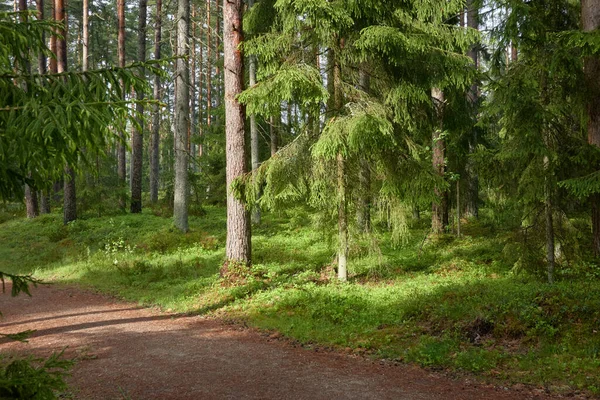 Sonsuz Yeşil Ormandan Geçen Kırsal Yol Çam Ağaçları Lkbahar Yazın — Stok fotoğraf