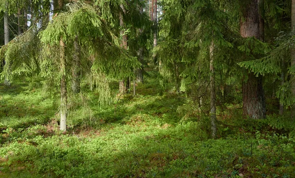 Majestatyczny Północny Wiecznie Zielony Las Potężne Sosny Świerki Miękkie Światło — Zdjęcie stockowe