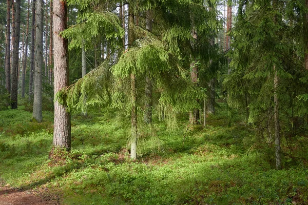 Majestuoso Bosque Siempreverde Del Norte Poderosos Pinos Abetos Luz Solar —  Fotos de Stock