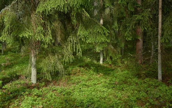 Majestätisk Norra Vintergrön Skog Mäktiga Tallar Och Granar Mjukt Solljus — Stockfoto