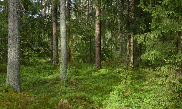 Majestuoso Bosque Siempreverde Del Norte Poderosos Pinos Abetos Luz Solar —  Fotos de Stock