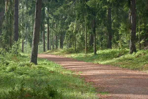 Estrada Rural Através Floresta Sempre Verde Pinhais Primavera Início Verão — Fotografia de Stock