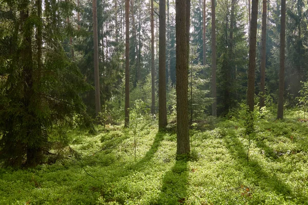 Majestueuse Forêt Feuilles Persistantes Nord Puissants Pins Épinettes Lumière Douce — Photo
