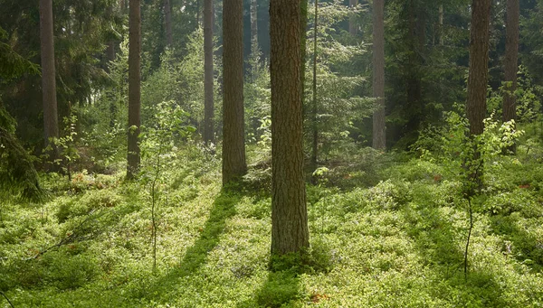 雄伟的北方常绿森林 高大的松树和云杉树 柔和的阳光 大气景观 生态旅游 流浪欲望概念 — 图库照片