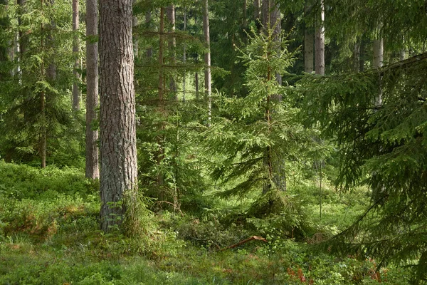 雄大な北常緑樹林 強力な松やトウヒの木 陽射しが柔らかい 大気の風景 エコツーリズム さまよう欲望の概念 — ストック写真