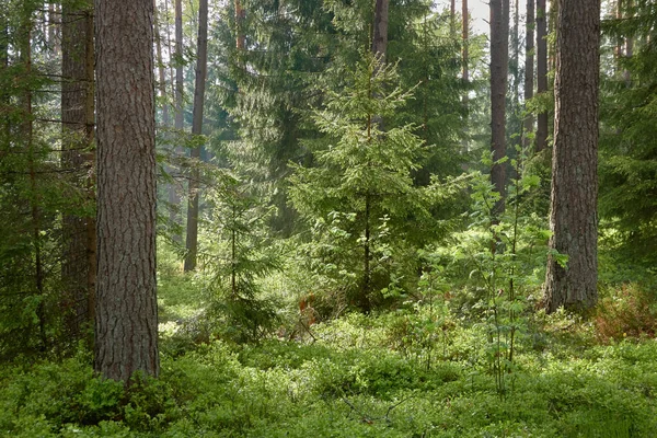 Величественный Северный Вечнозеленый Лес Могучие Сосны Ели Мягкий Солнечный Свет — стоковое фото