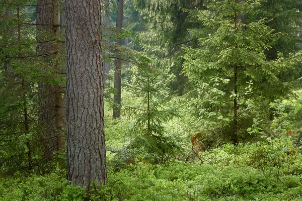 Majestueus Noordelijk Altijd Groen Bos Machtige Dennen Sparrenbomen Zacht Zonlicht — Stockfoto