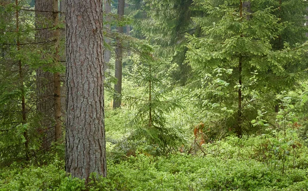 Majestueus Noordelijk Altijd Groen Bos Machtige Dennen Sparrenbomen Zacht Zonlicht — Stockfoto